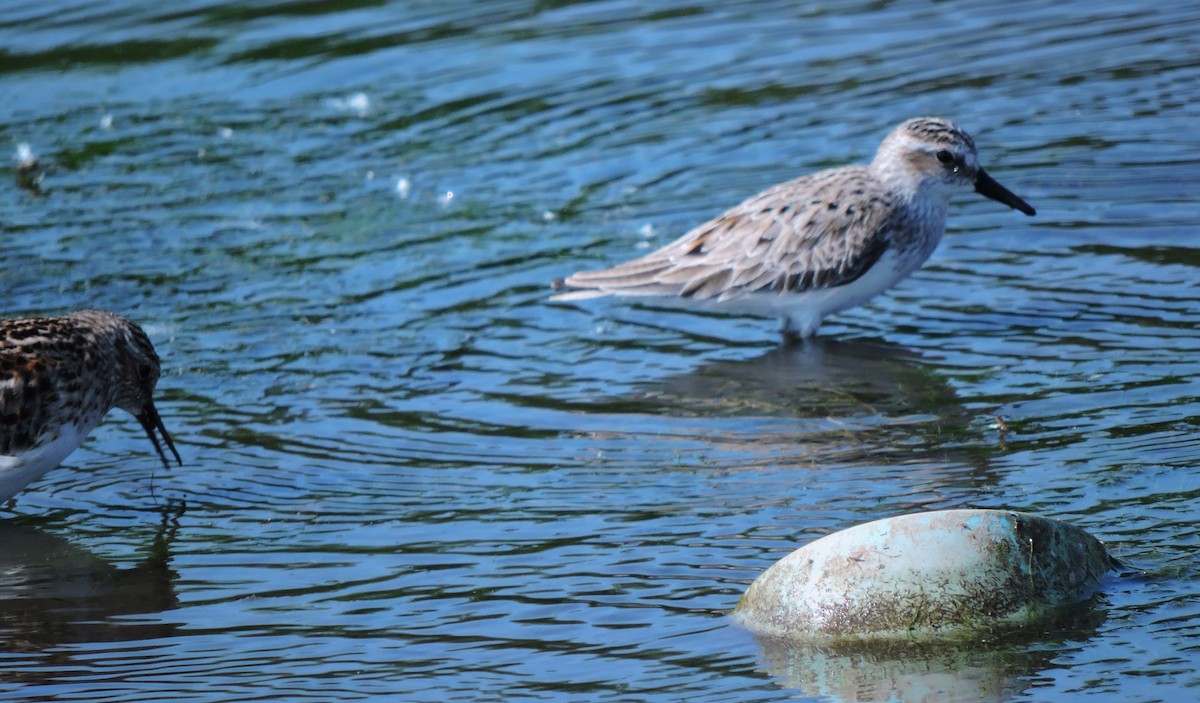 Semipalmated Sandpiper - ML619542772