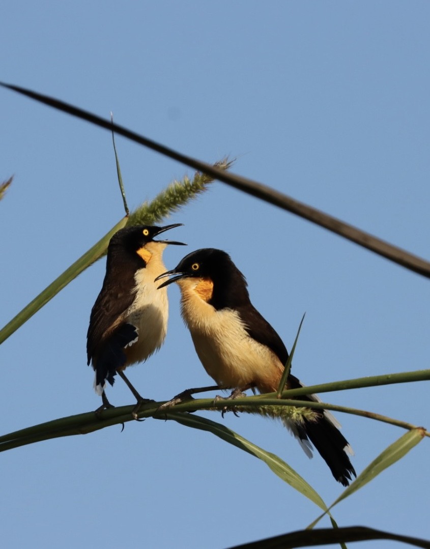 Black-capped Donacobius - Janaina Souza