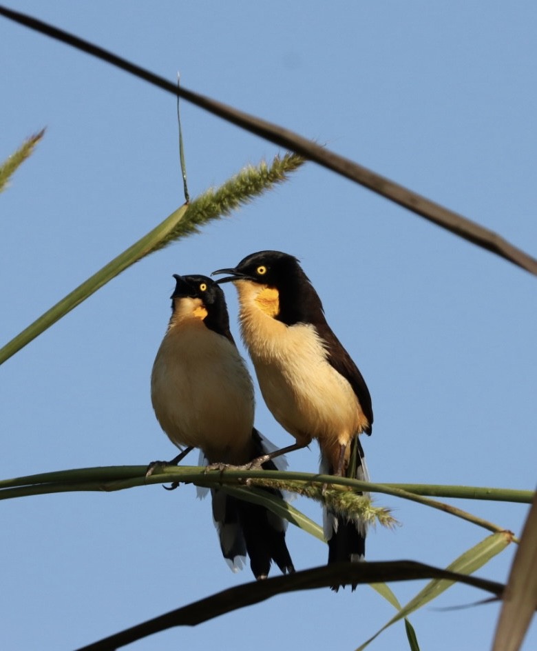 Black-capped Donacobius - Janaina Souza