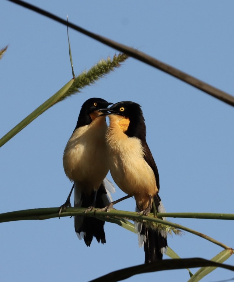 Black-capped Donacobius - Janaina Souza