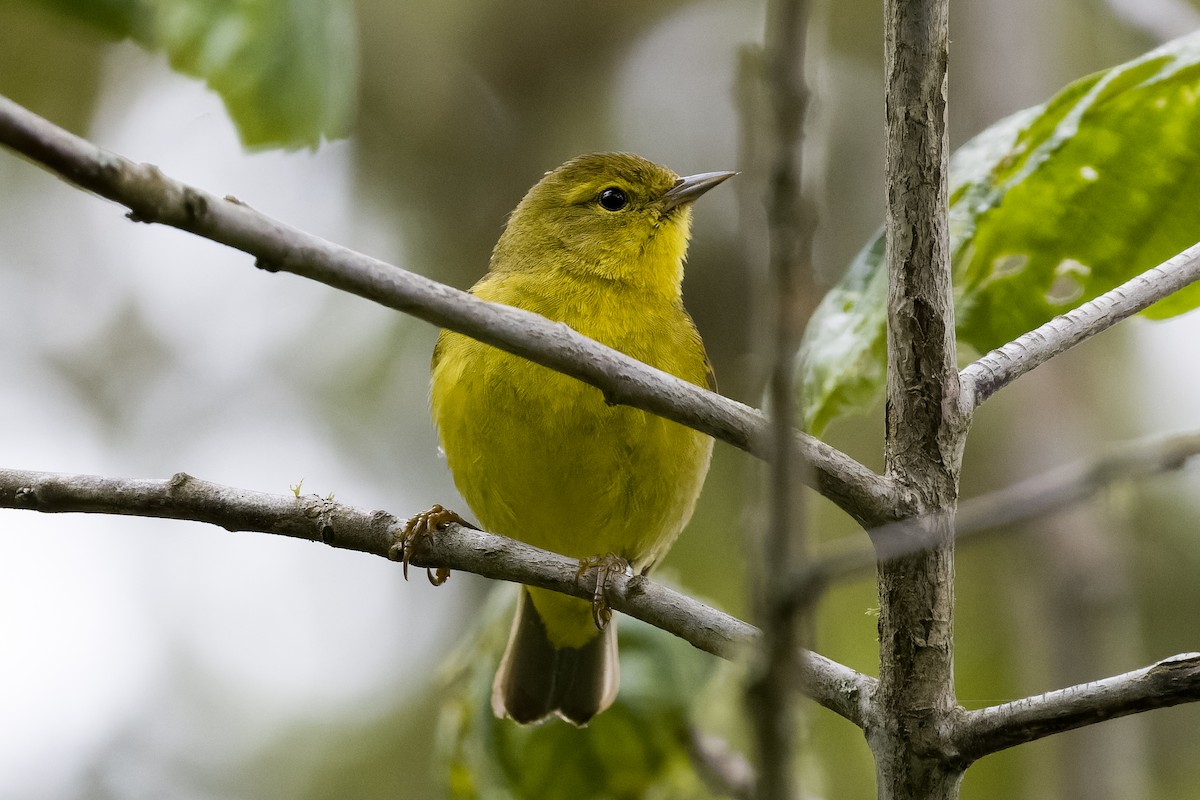 Orange-crowned Warbler - Les Peterson