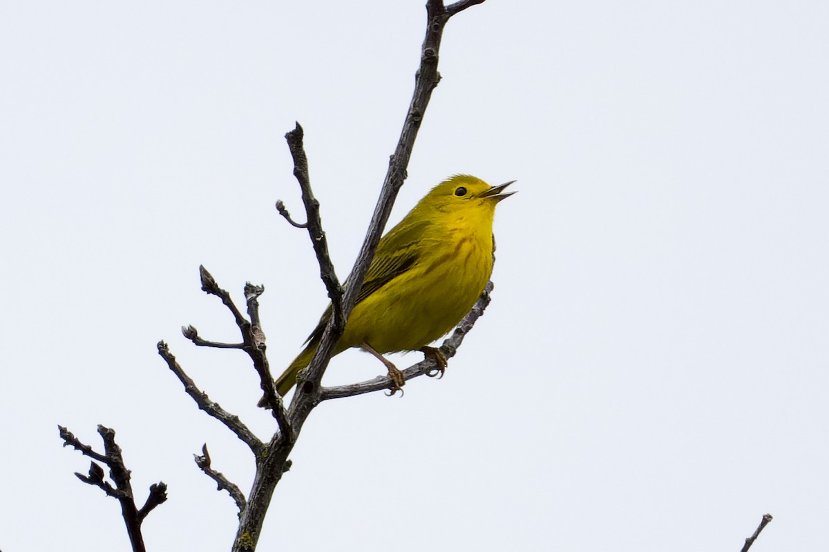 Yellow Warbler - Les Peterson
