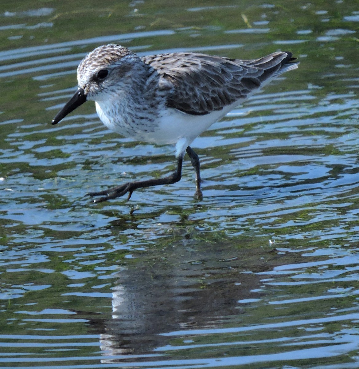 Semipalmated Sandpiper - Eric Michael