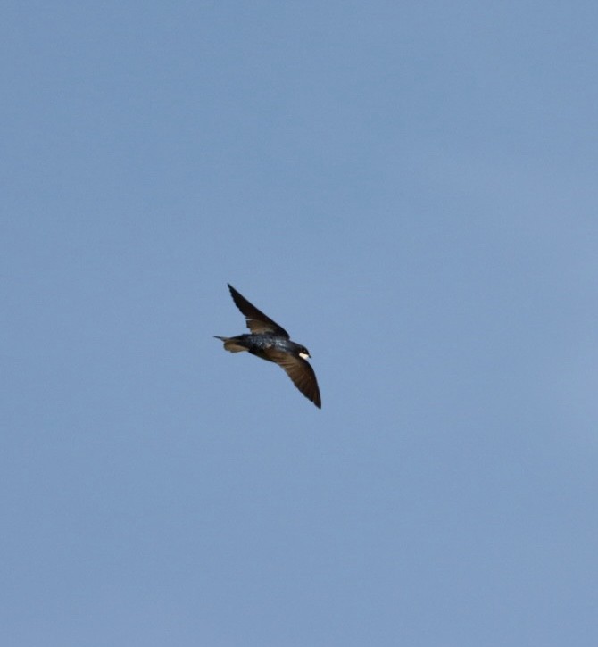 Blue-and-white Swallow - Janaina Souza