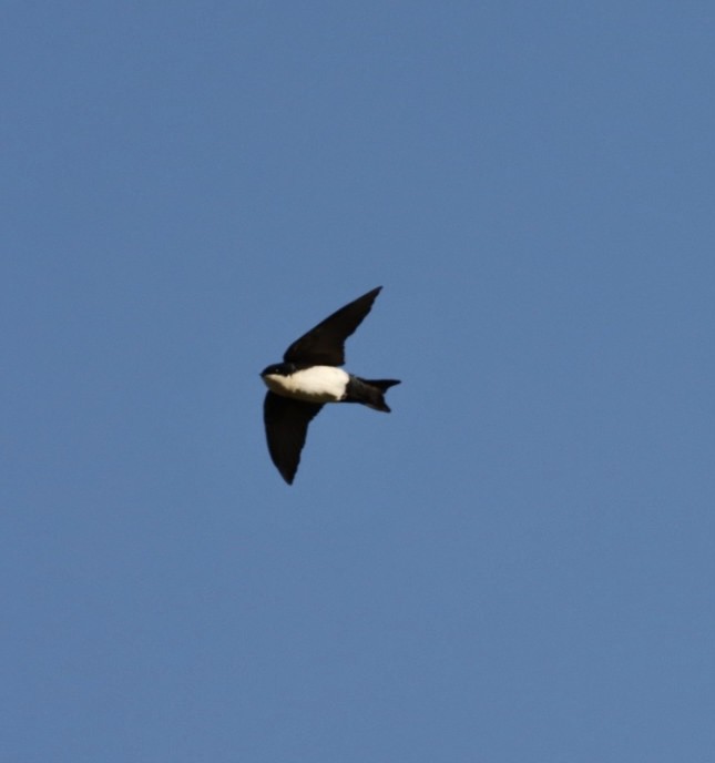 Blue-and-white Swallow - Janaina Souza