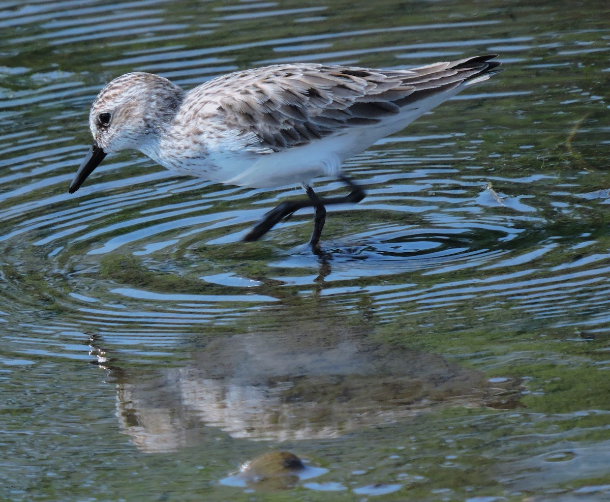 Semipalmated Sandpiper - Eric Michael