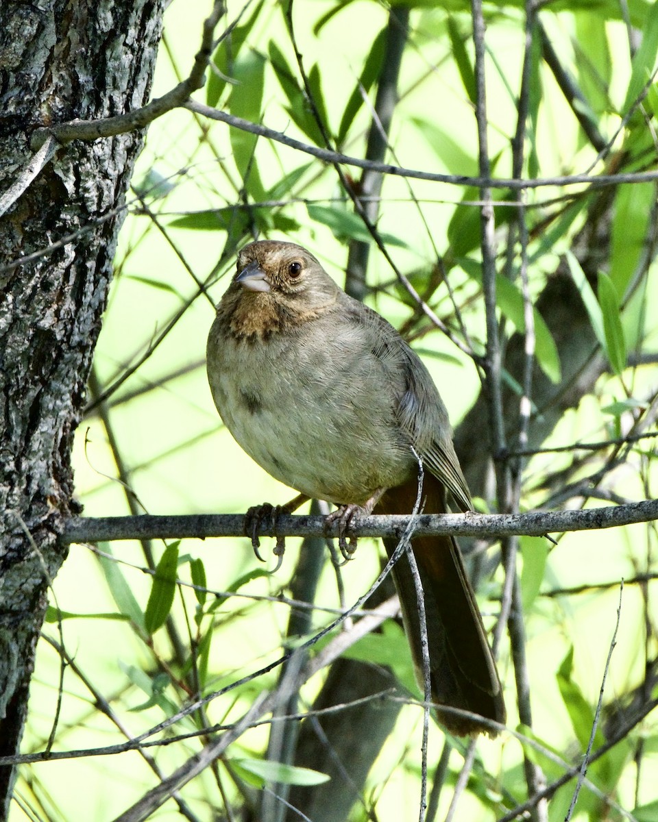 California Towhee - ML619542801