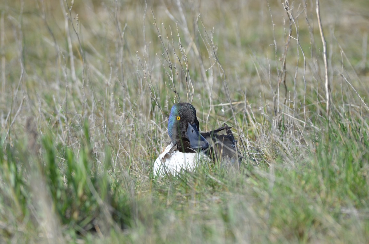 Northern Shoveler - Carmen Tavares