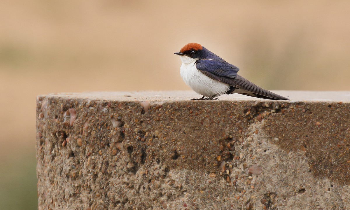 Wire-tailed Swallow - Adrián Braidotti