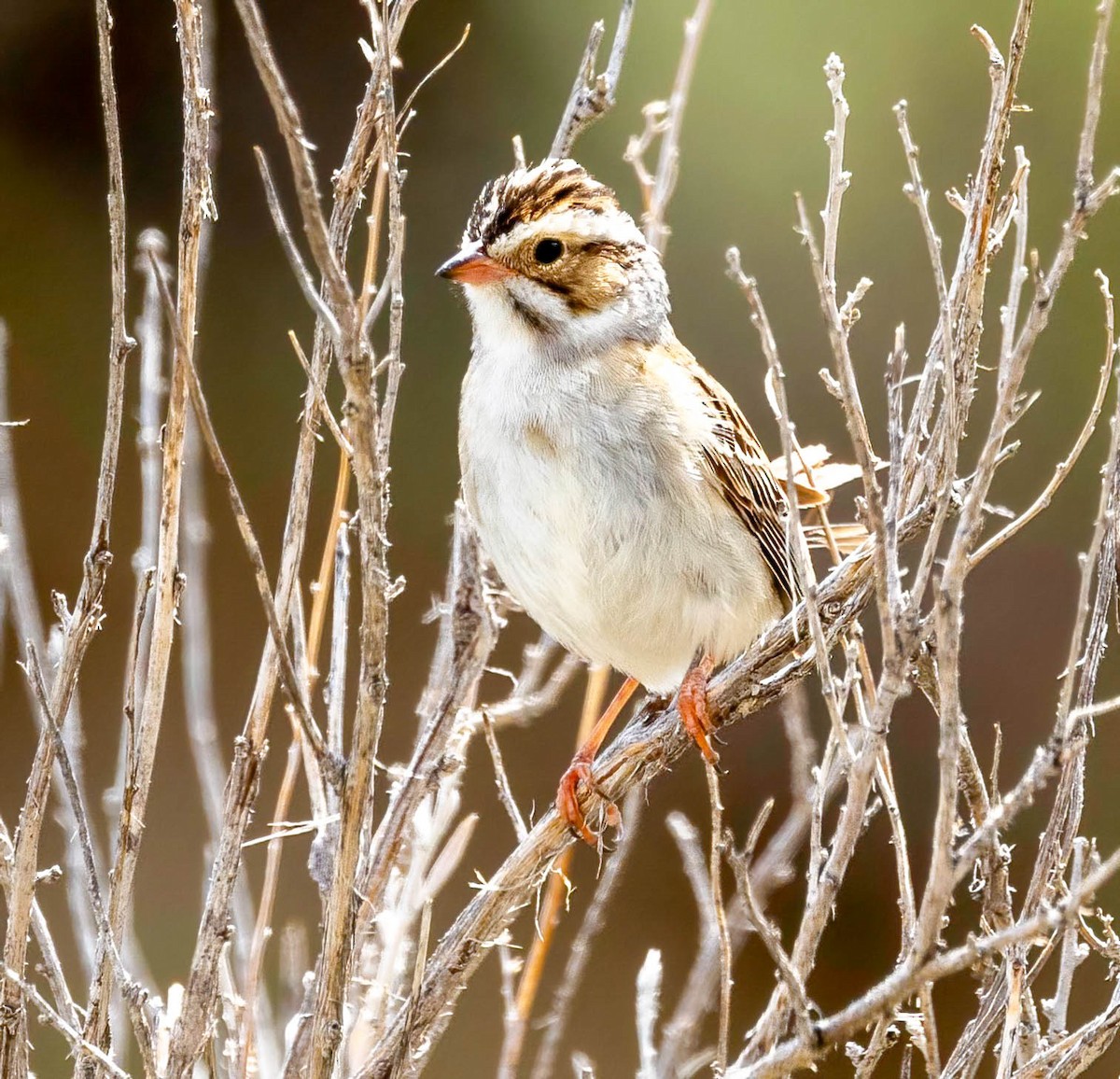 Clay-colored Sparrow - Dan Parliament