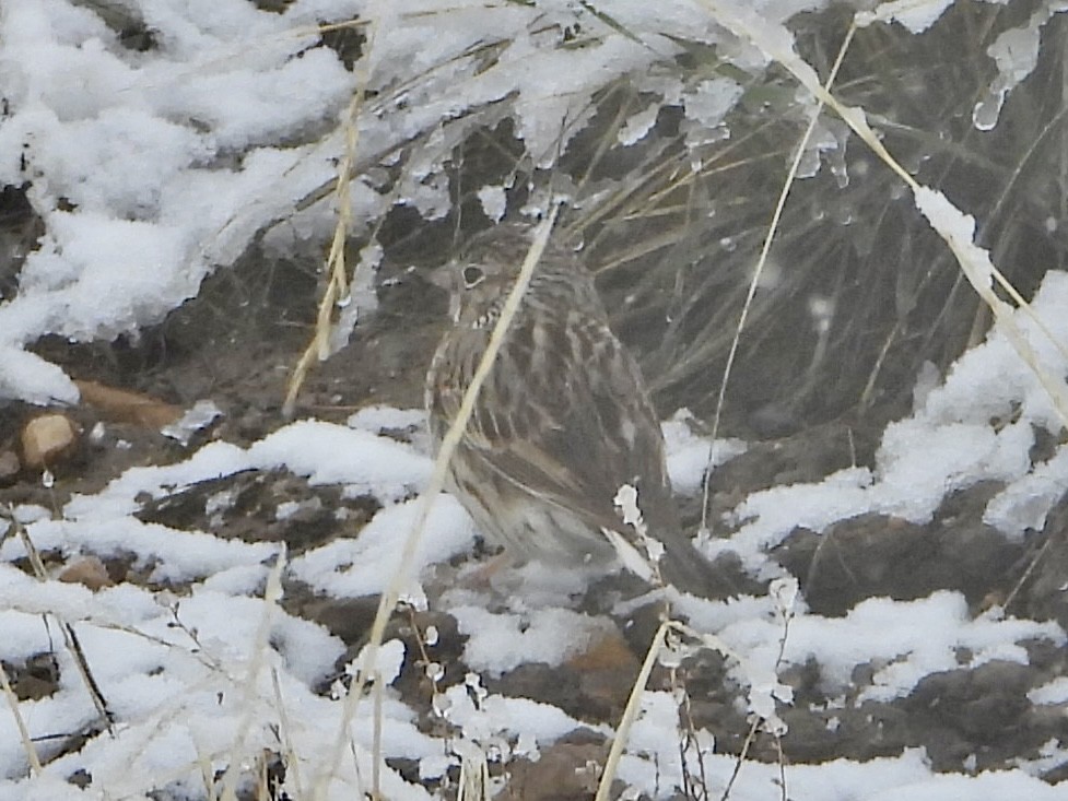 Vesper Sparrow - Katie Conlin