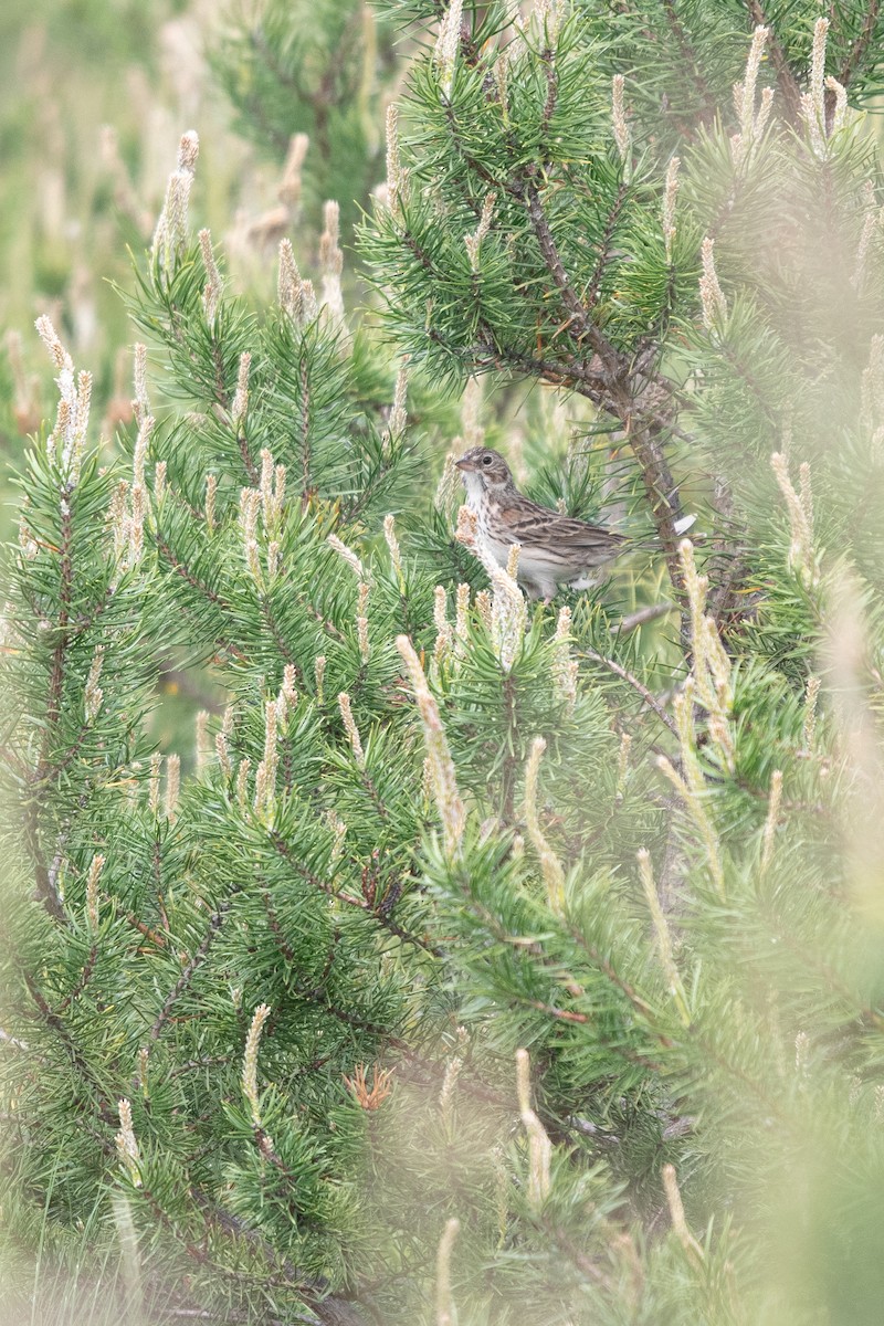 Vesper Sparrow - ML619542815