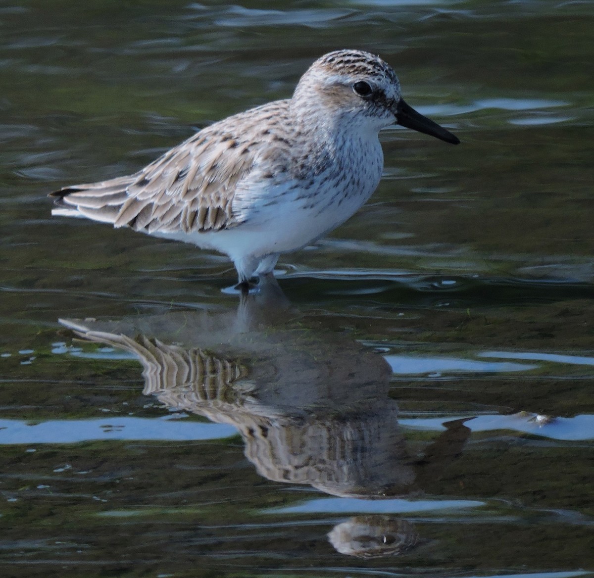 Semipalmated Sandpiper - ML619542816