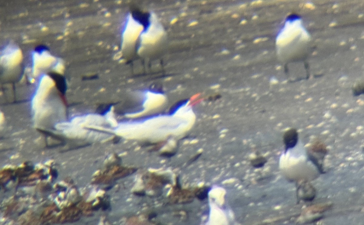 Caspian Tern - Christopher Butzgy