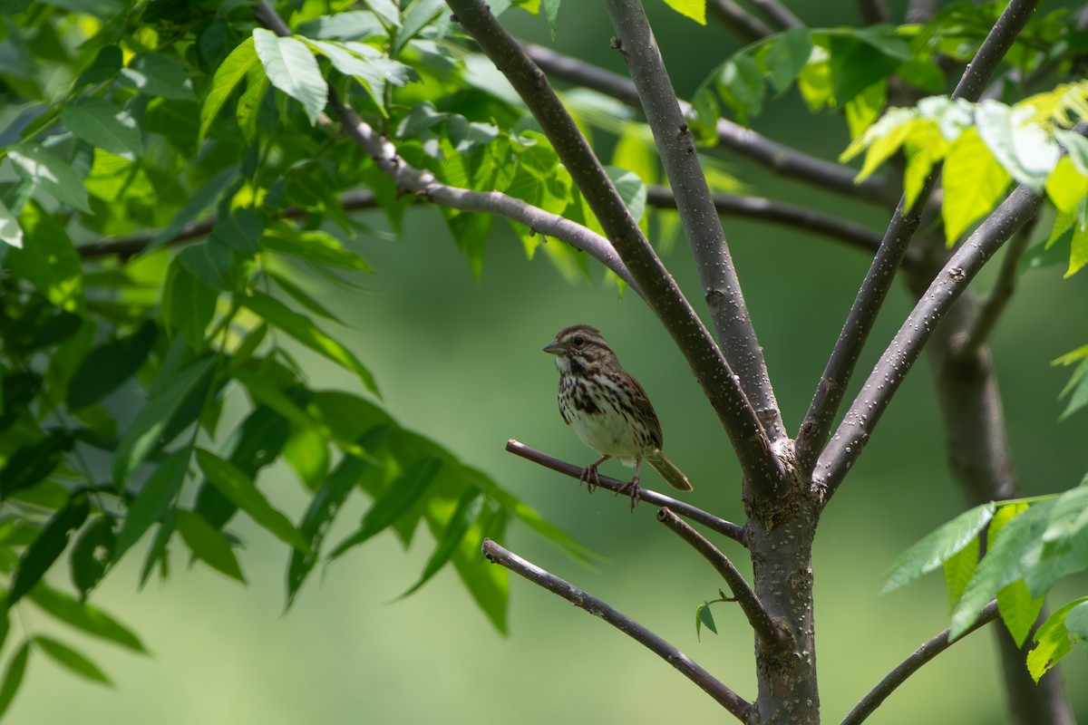 Song Sparrow - Kevin ODonnell