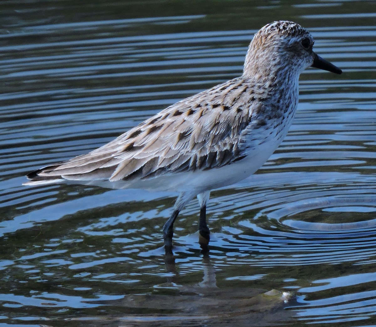 Semipalmated Sandpiper - Eric Michael