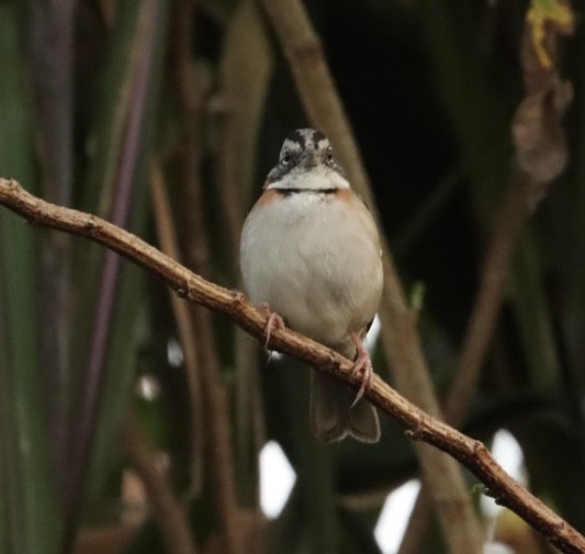Rufous-collared Sparrow - Janaina Souza