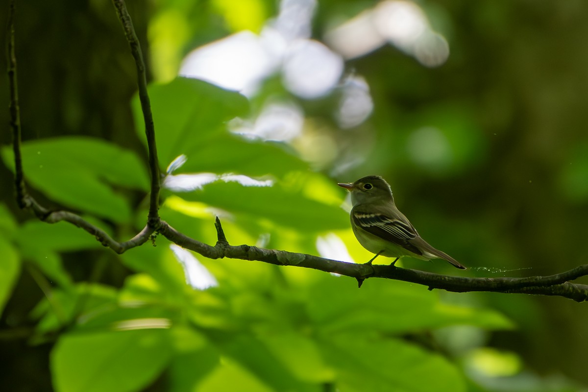 Acadian Flycatcher - ML619542836