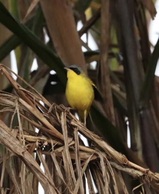 Southern Yellowthroat - Janaina Souza