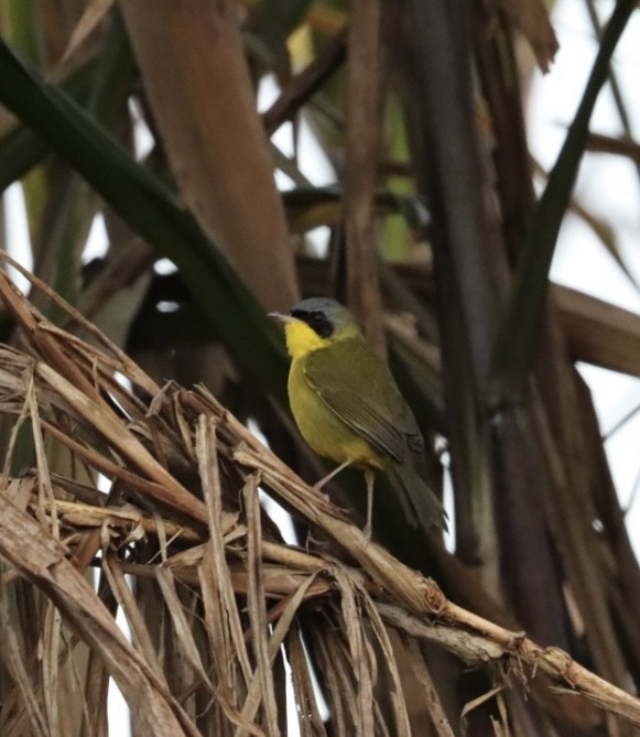 Southern Yellowthroat - Janaina Souza