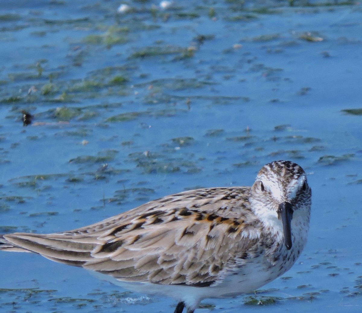 Semipalmated Sandpiper - Eric Michael