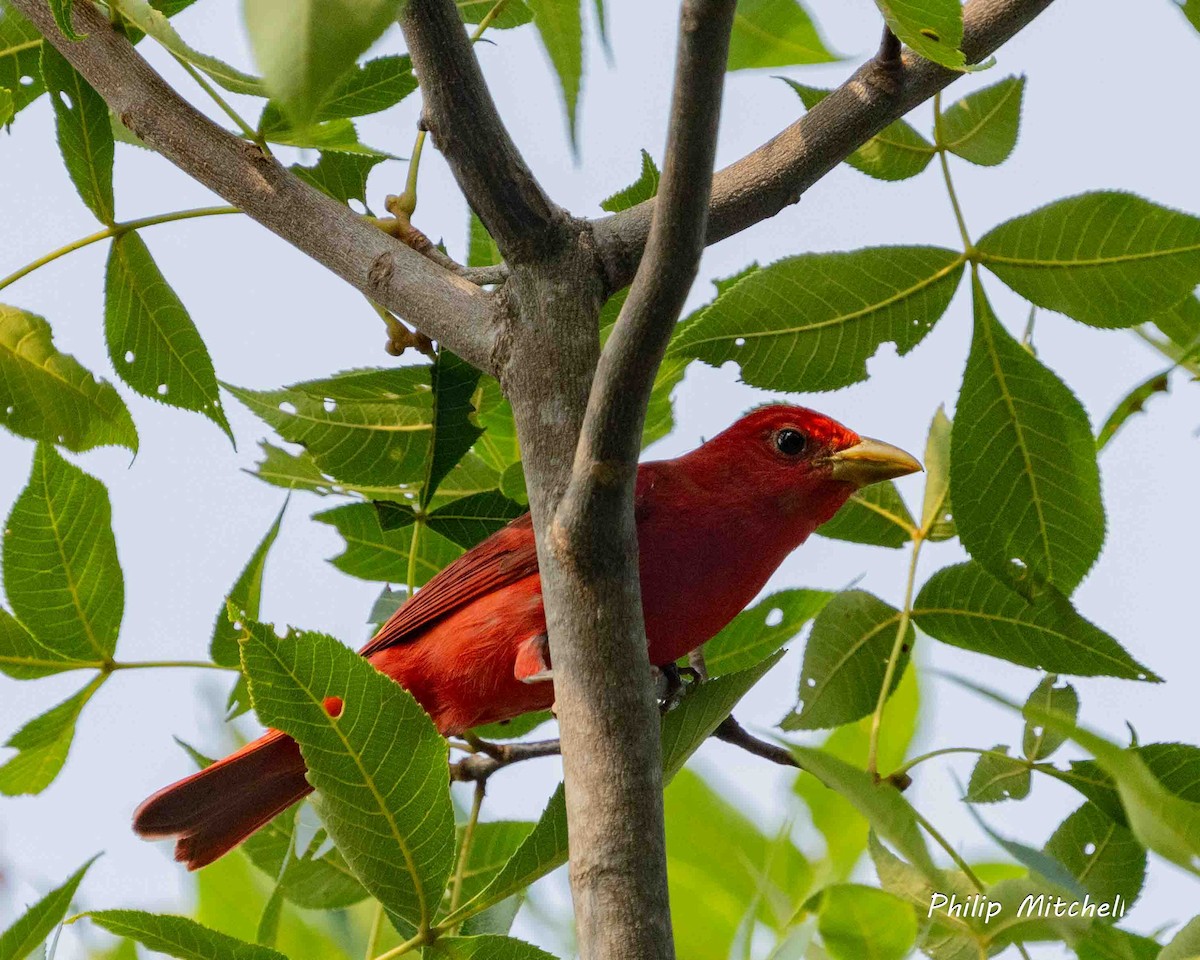 Summer Tanager - Philip Mitchell