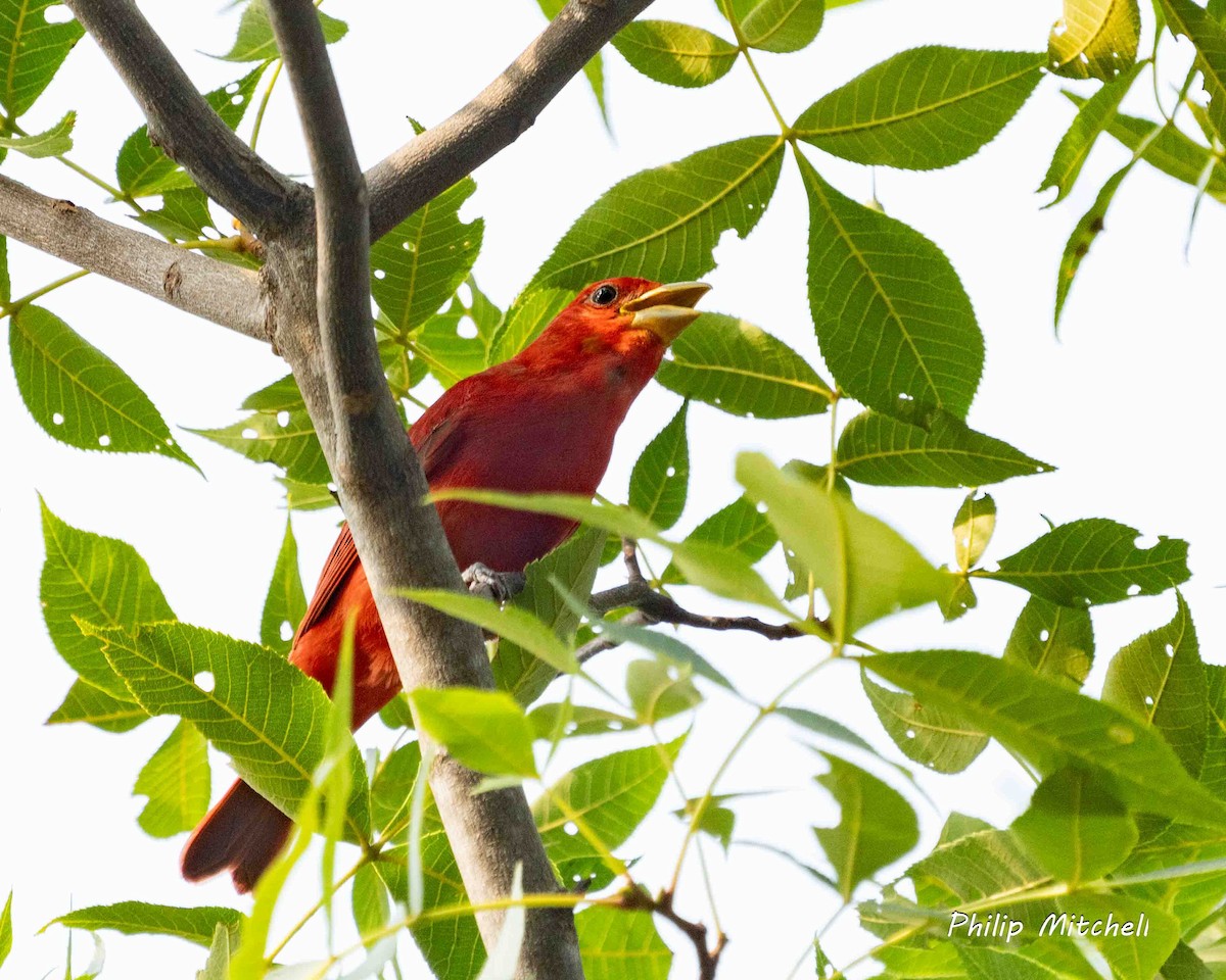 Summer Tanager - Philip Mitchell