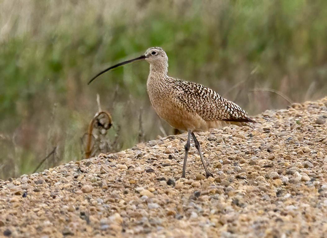 Long-billed Curlew - Dan Parliament