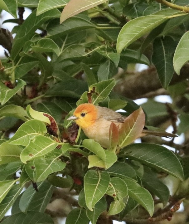 Orange-headed Tanager - ML619542847