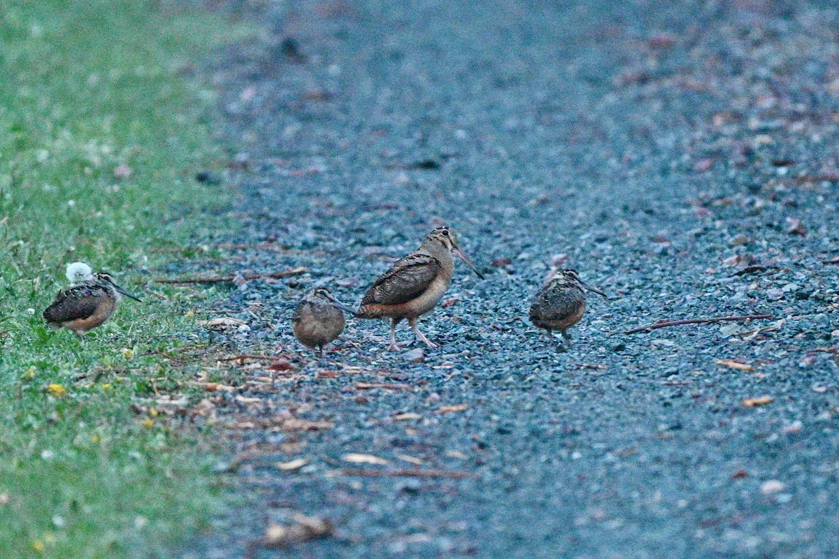 American Woodcock - ML619542851