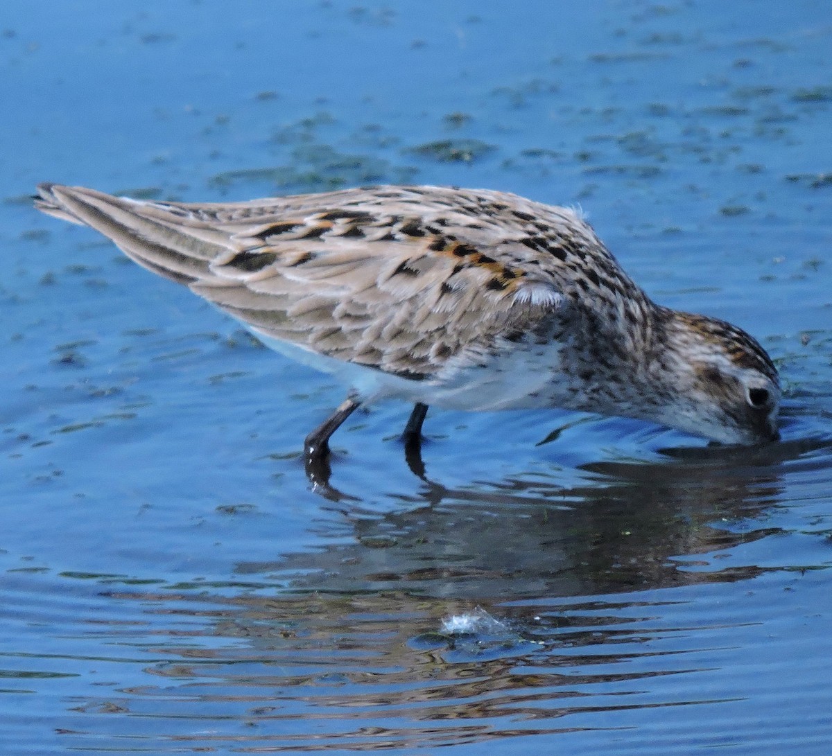 Semipalmated Sandpiper - Eric Michael