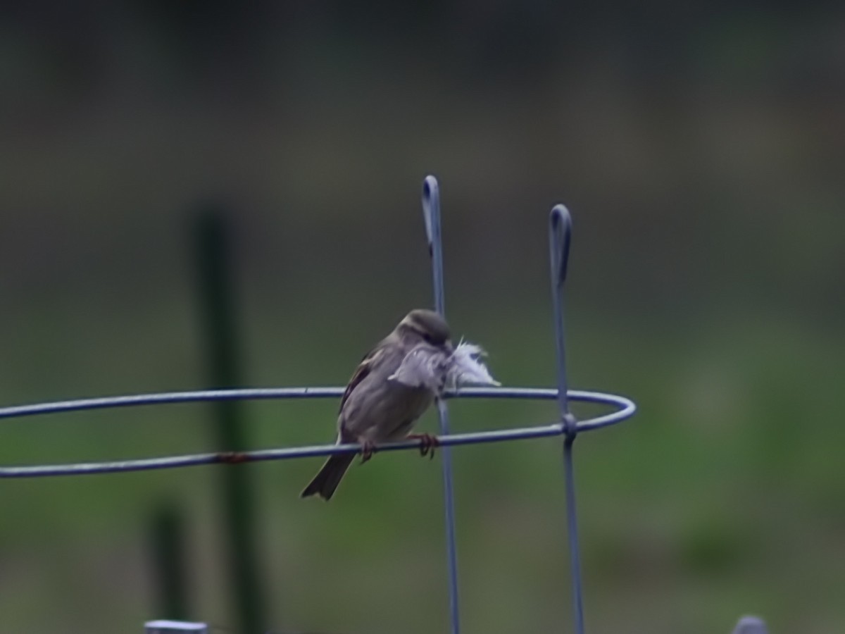 House Sparrow - ML619542857