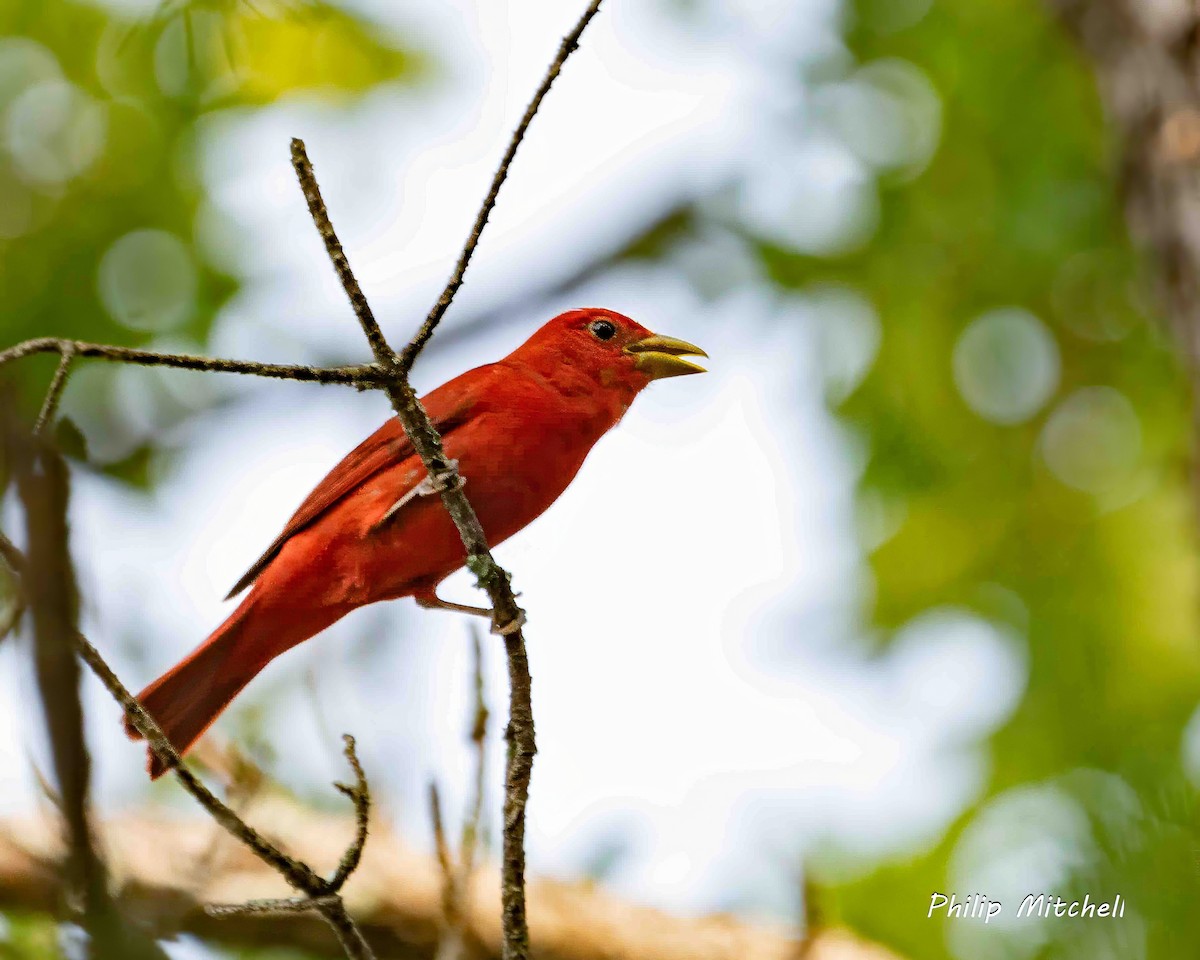 Summer Tanager - Philip Mitchell
