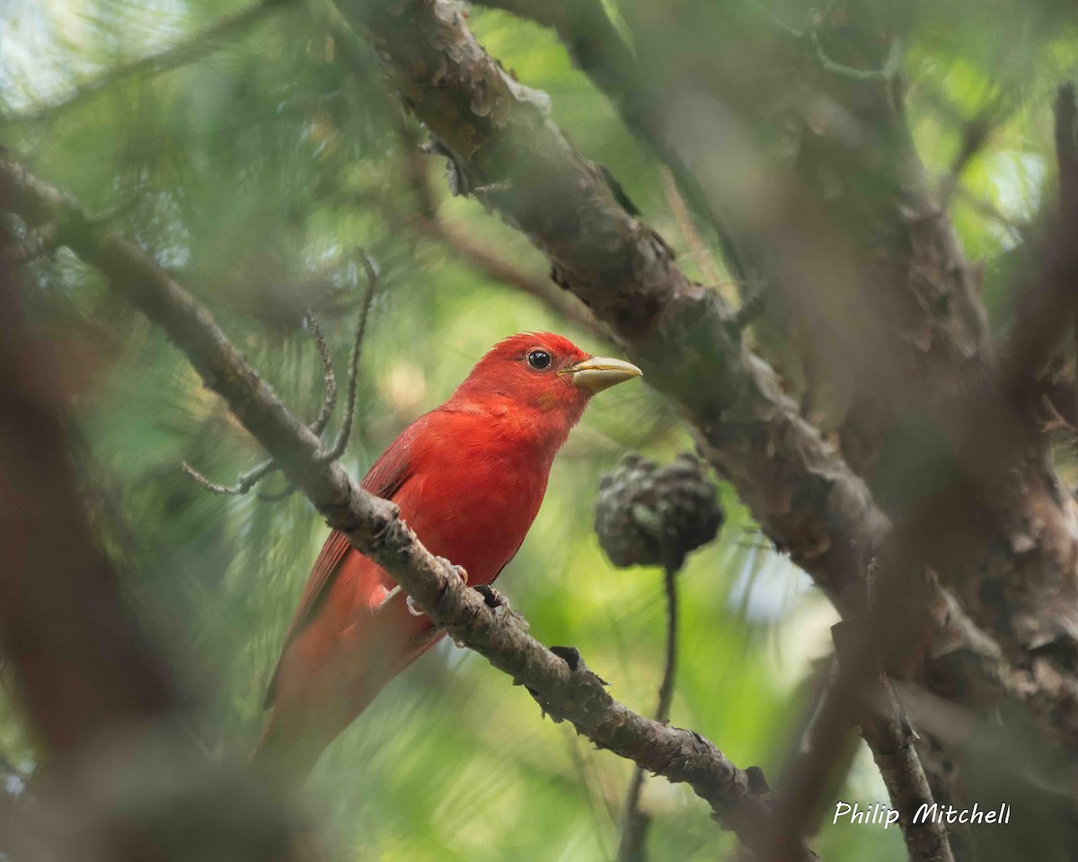 Summer Tanager - Philip Mitchell