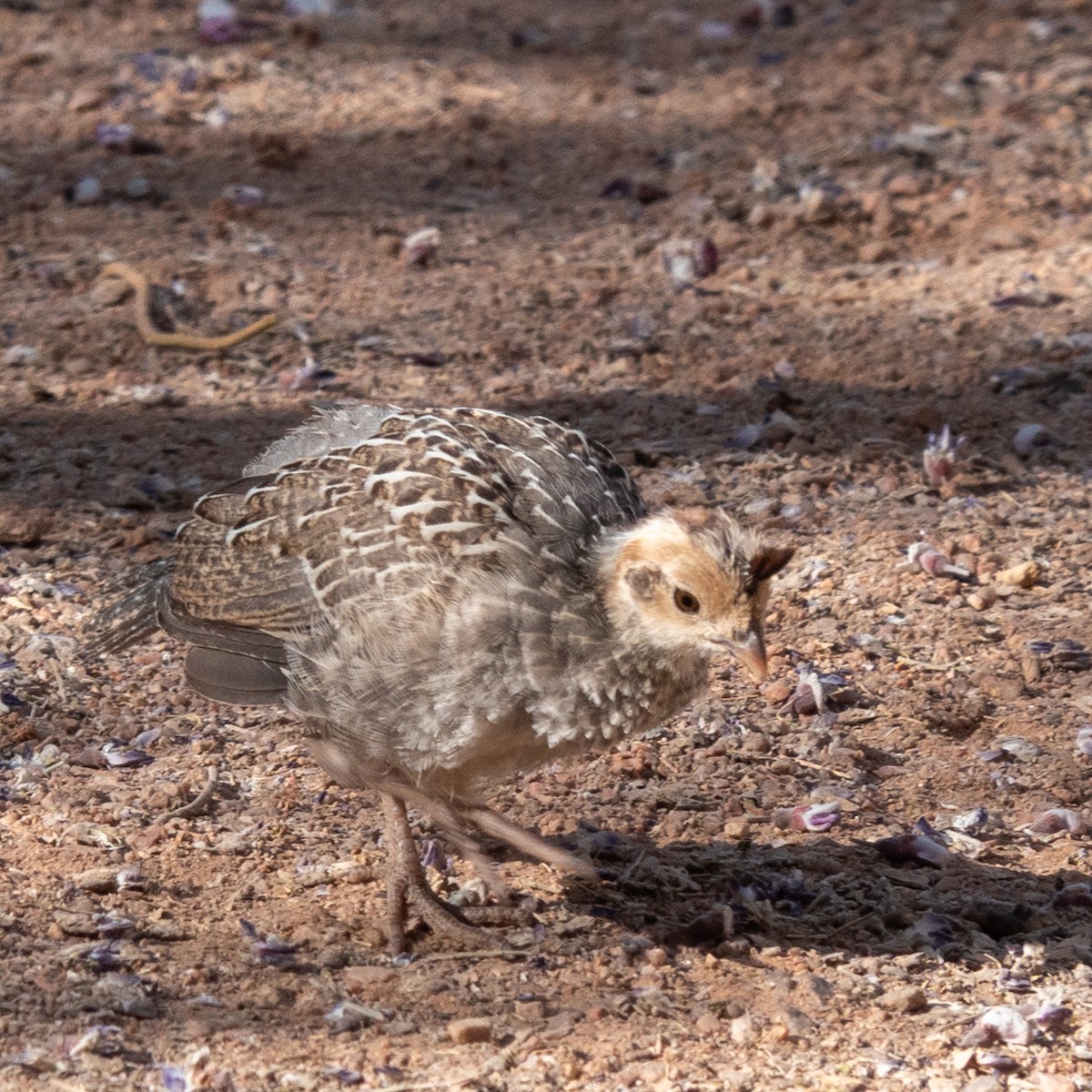 Gambel's Quail - Anonymous