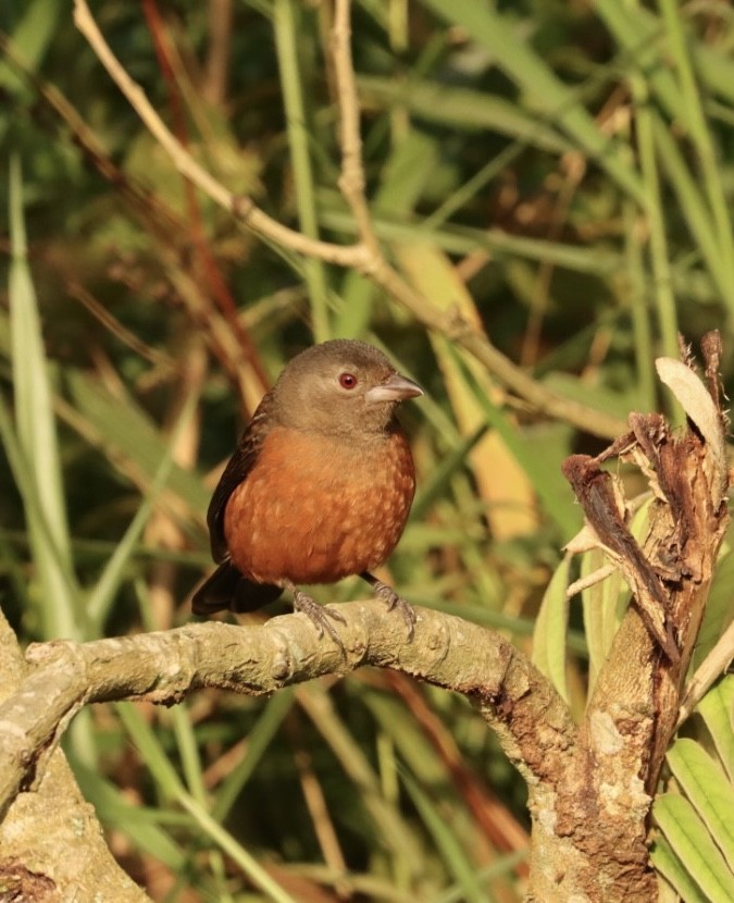 Brazilian Tanager - Janaina Souza