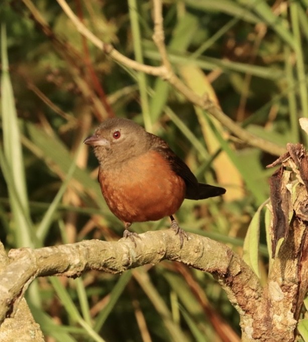 Brazilian Tanager - Janaina Souza