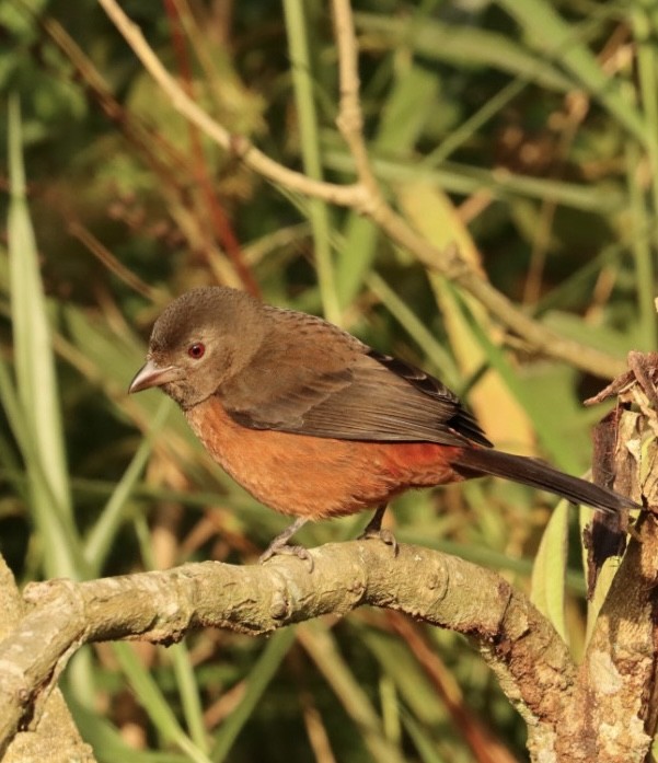 Brazilian Tanager - Janaina Souza