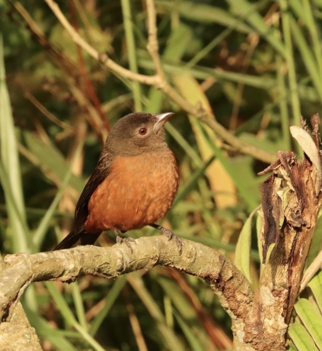 Brazilian Tanager - Janaina Souza