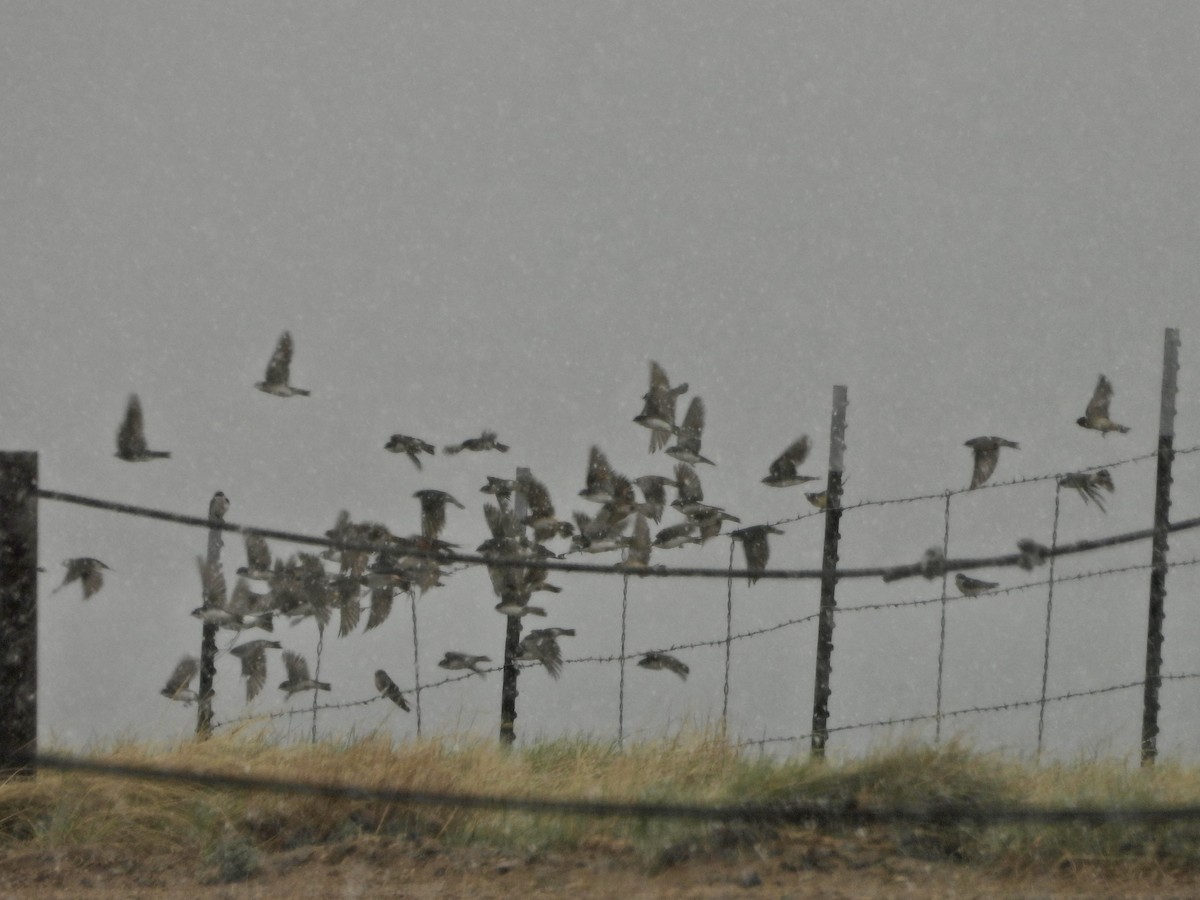 Northern Rough-winged Swallow - Katie Conlin