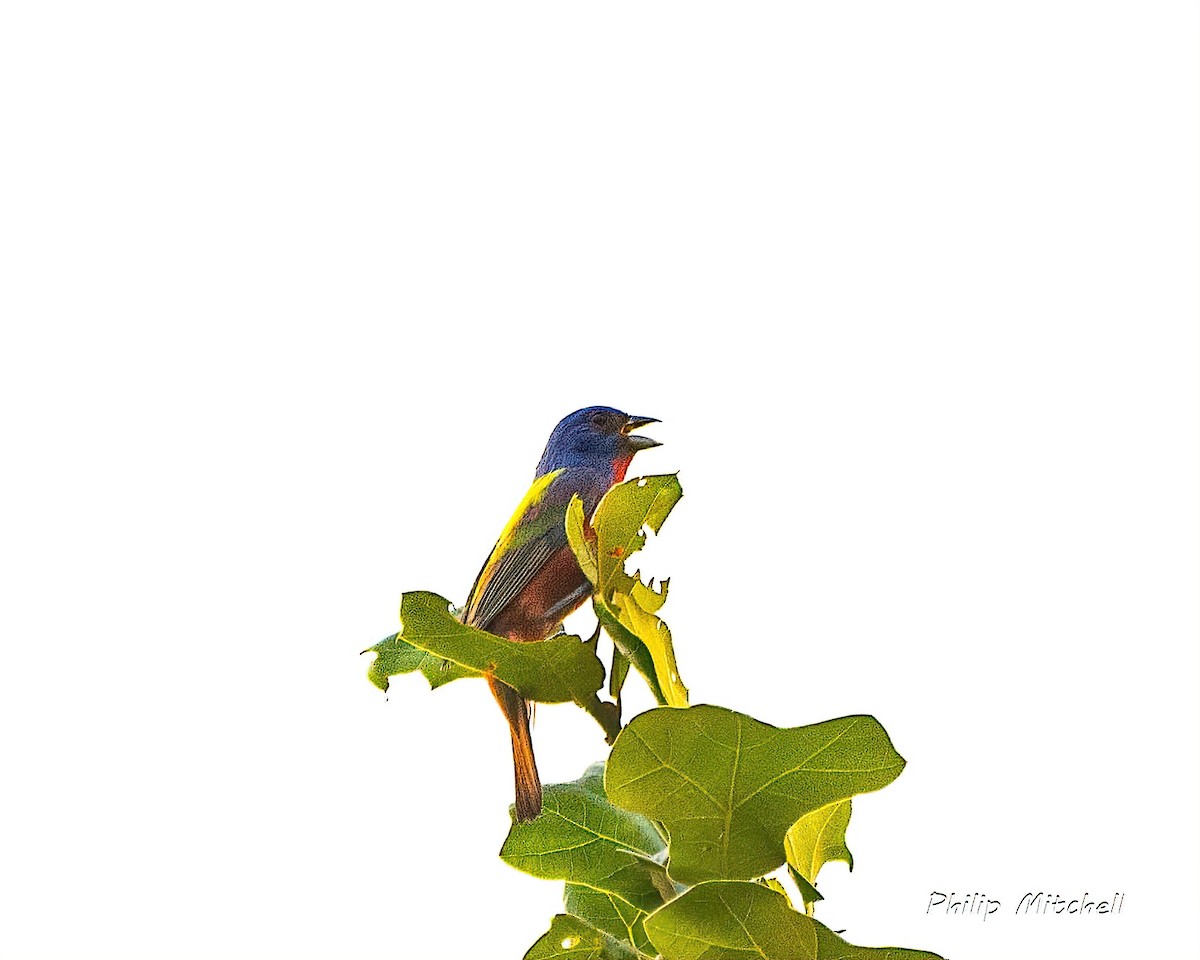 Painted Bunting - ML619542910