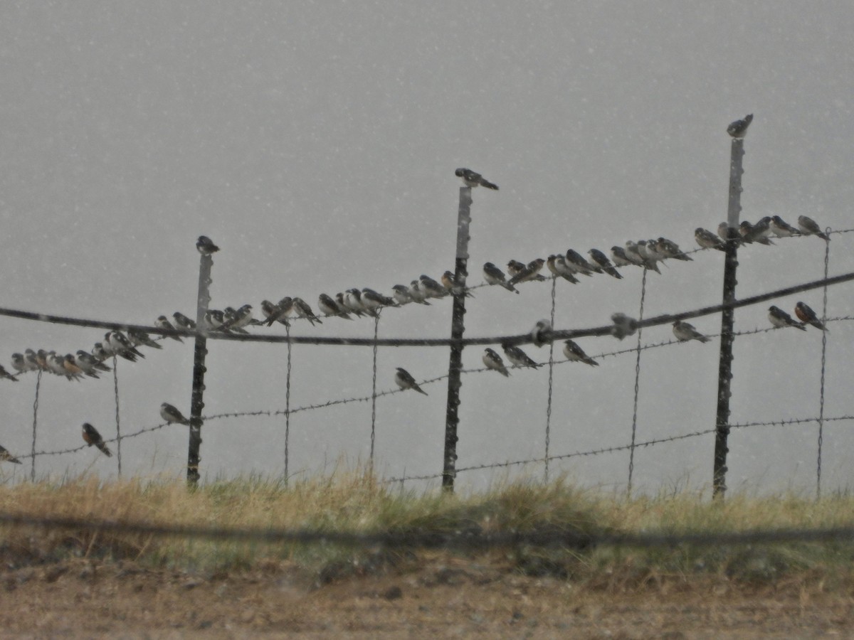 Barn Swallow - ML619542918