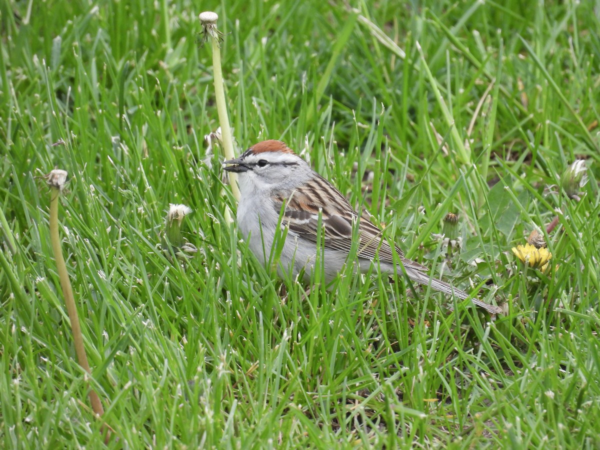 Chipping Sparrow - Dana Sterner