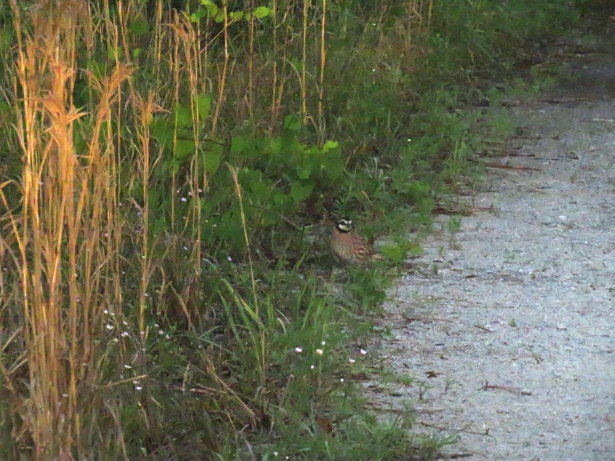 Northern Bobwhite - Eric Cormier