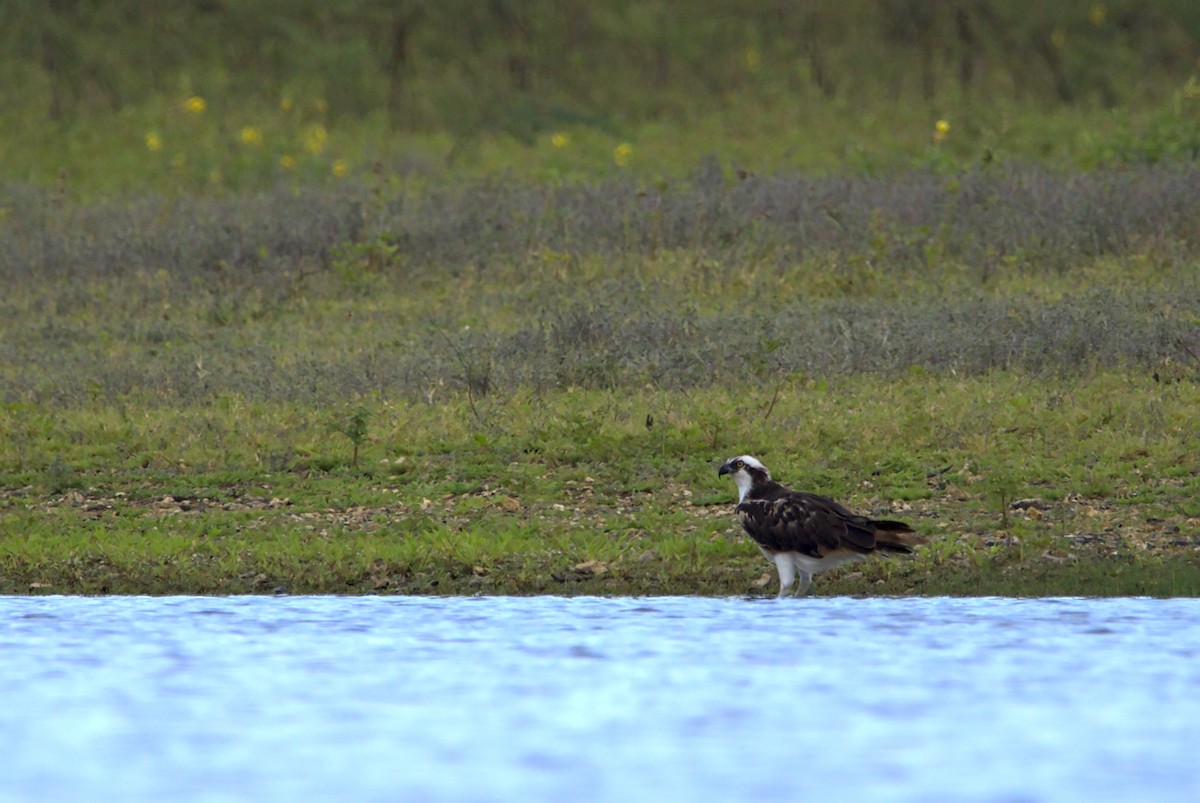 Osprey - Mattéo Antoine