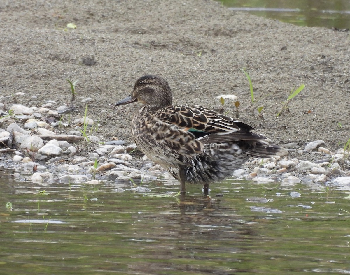 Green-winged Teal - Michelle Bélanger