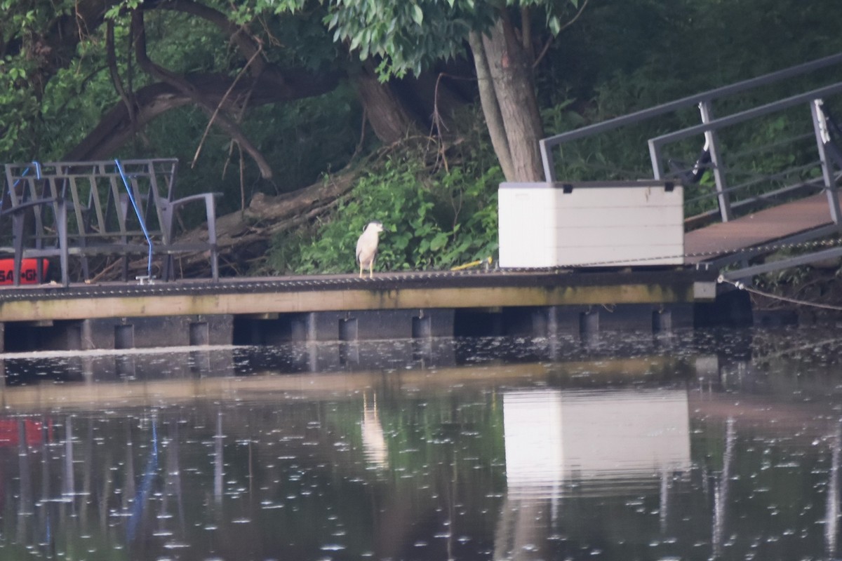 Black-crowned Night Heron - irina shulgina