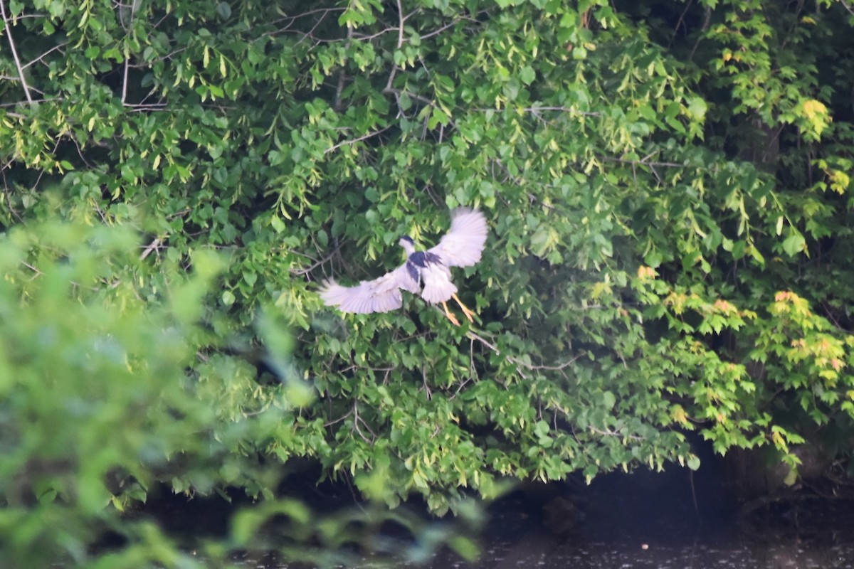 Black-crowned Night Heron - ML619542926