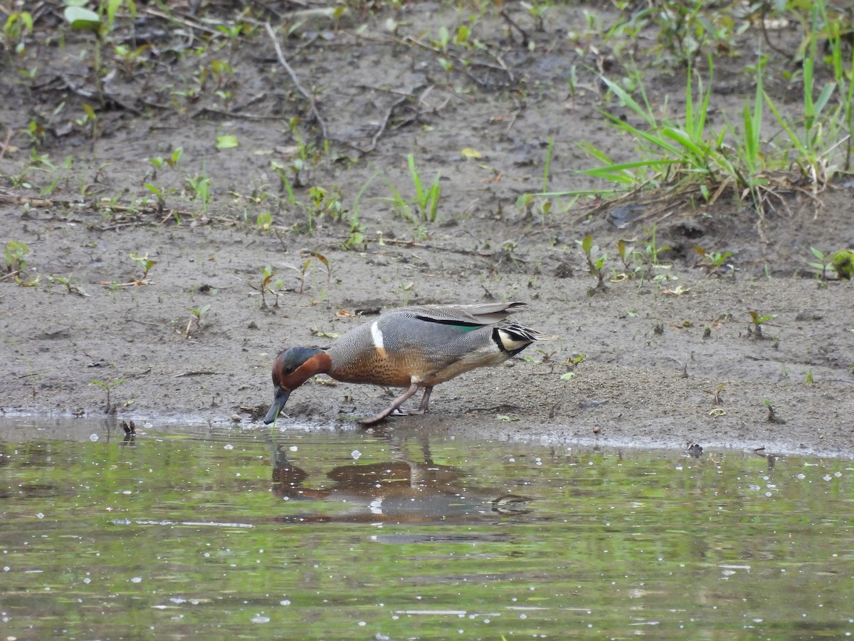 Green-winged Teal - Michelle Bélanger