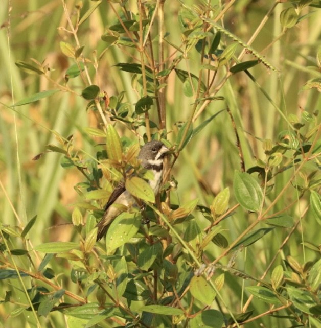 Double-collared Seedeater - Janaina Souza